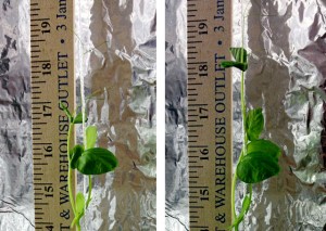 Pea plant photographed on November 21 and 22