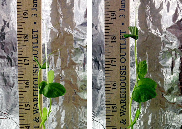 One pea plant photographed twice 24 hours apart