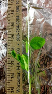 Pea plant 30 days after the seed was planted
