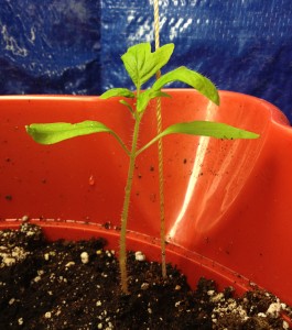 Tomato plant 30 days after planting the seed