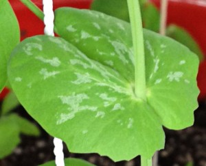 Mottled colors on a pea plant leaf