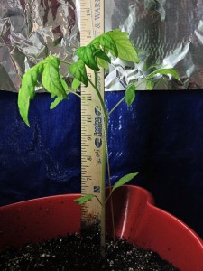 Ten inch tomato plant