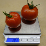 Tomatoes on scale