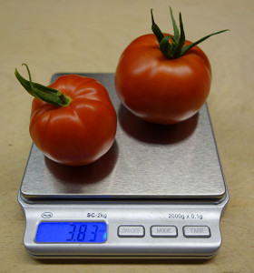 Tomatoes on scale