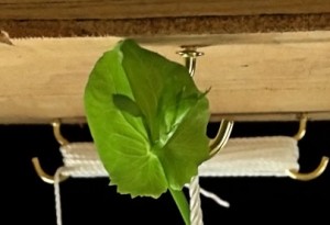 Bud on a pea plant