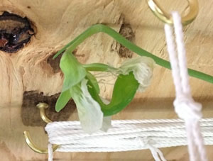 First Pea