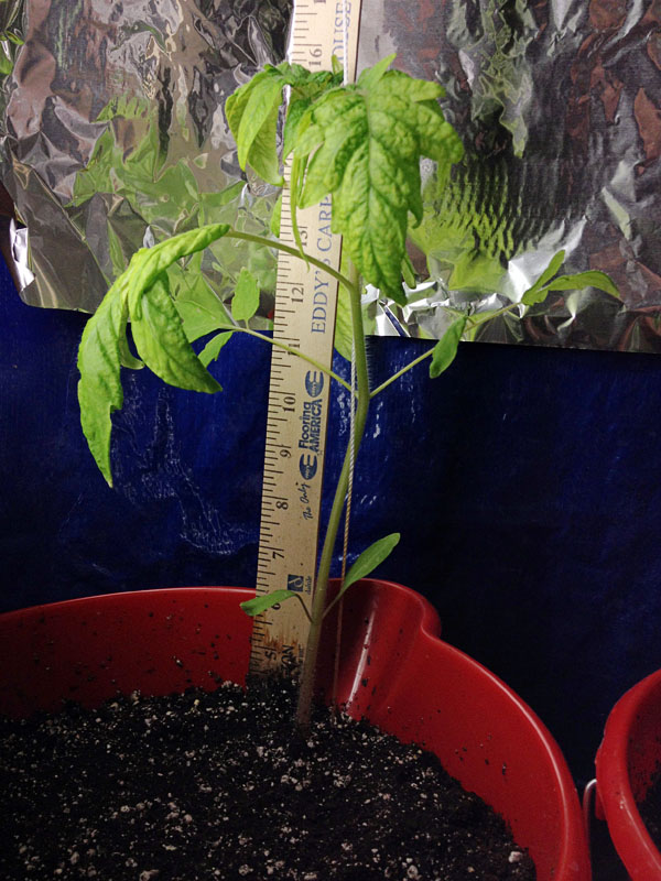 Twelve inch tomato plant