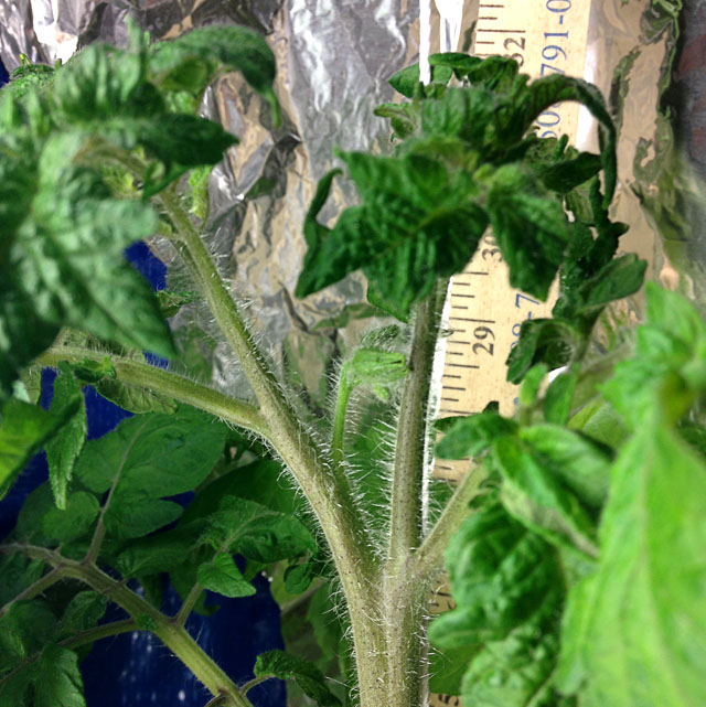 First tomato bud