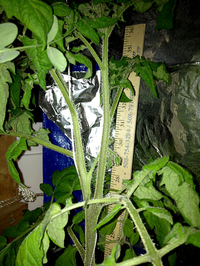 Tomato plant in pot 1