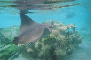 Cownose ray