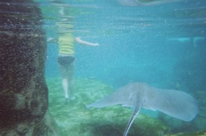 A huge southern ray sneaking up on Miranda