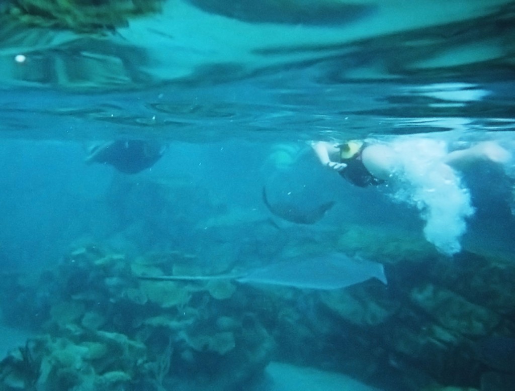 A spotted eagle ray and a southern ray swimming under Miranda