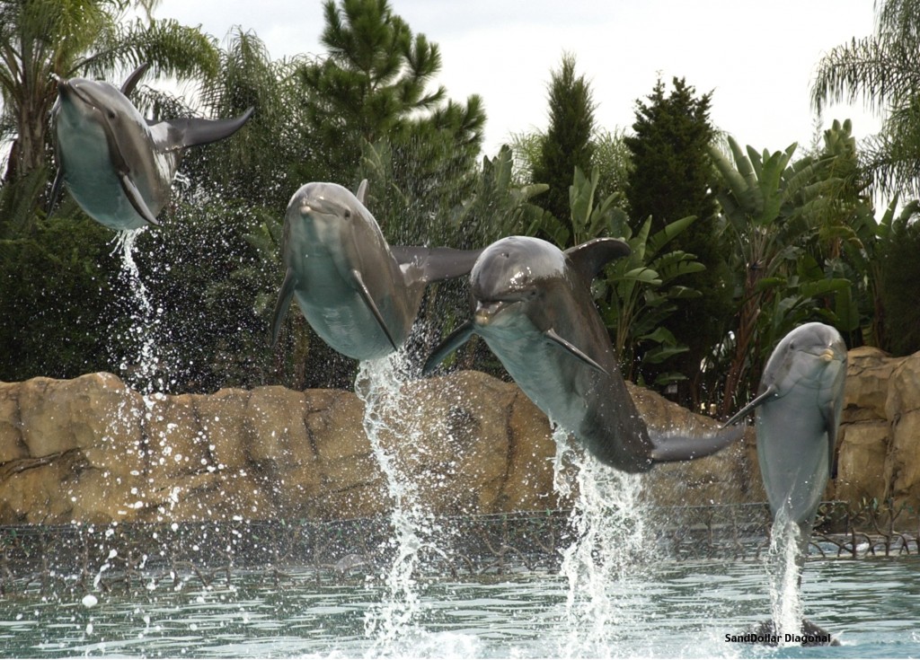 Stock photo - Dolphins jumping