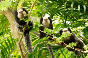 Stock photo - Marmosets